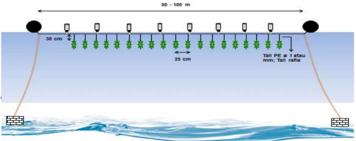 Gambar 3. Ilustrasi Konstruksi Budidaya Rumput Laut dengan Metode  Long Line 