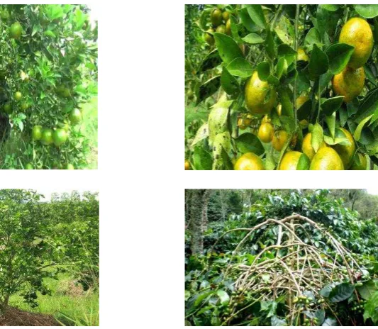 Gambar 6. Tanaman buah jeruk dan kopi 