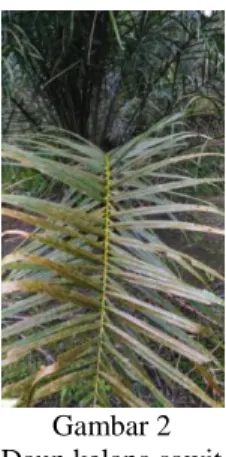 Gambar 2  Daun kelapa sawit 