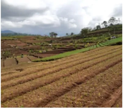 Gambar 2. Lahan tegalan warga Dusun Tokol yang ditanami bawang merah 