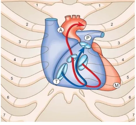 Gambar 2.1. Letak Jantung dalam Rongga Toraks dan Tempat Mendengarkan Suara Katup Jantung, A = Aorta, P = Pulmonal, M = Mitral, T = Triskupid 