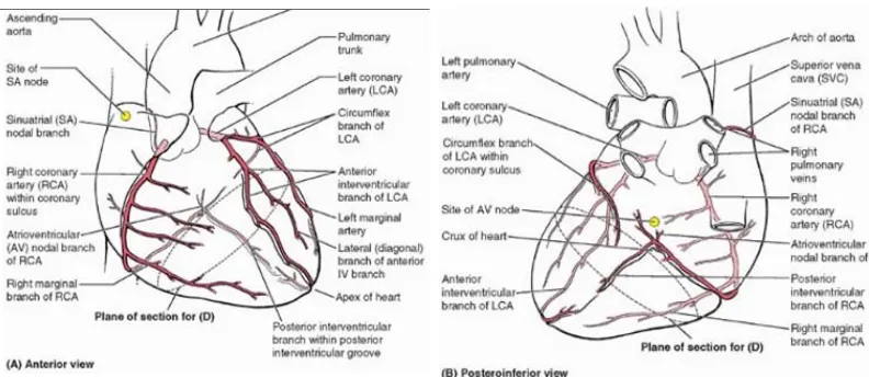 Gambar 2.3. Letak Arteri Koroner (A) Anterior (B) Posterior Sumber: Moore, K. L., Dalley, A