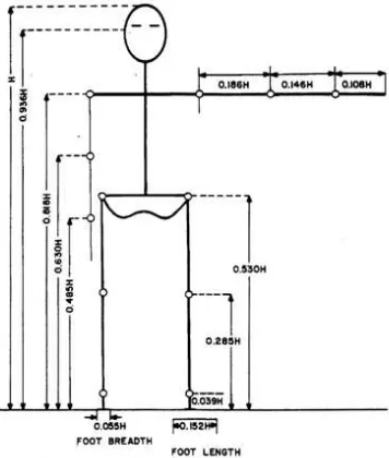 Gambar 2.  Pengukuran dimensi segmen tubuh sebagai proporsi dari tinggi badan  (Chaffin dan Andersson, 1999)  