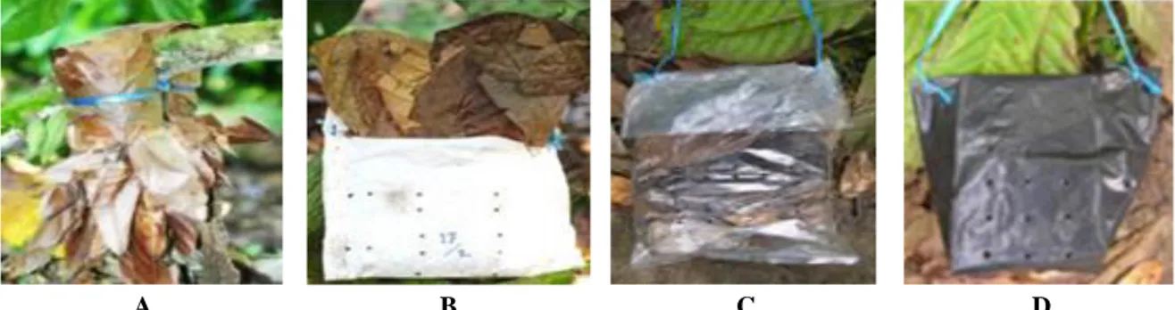 Gambar  2.  Kutu  putih  pada  (A)  potongan  kulit  buah  kakao  yang  ada  kutu  putih  dan  (B)  potongan  kulit  diletakkan pada buah kakao berukuran 10 cm  