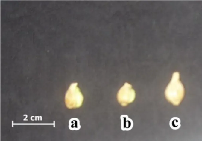 Gambar 2. Bentuk biji jeruk siam asal Kampar (a). Ovoid (b). Spheroid (c). Clavate  Kultunow et.al (1996) menjelaskan bahwa, dalam pembentukan biji poliembrioni pada  tanaman Citrus, banyak embrio nuselar non zigotik yang berinisiasi secara langsung dari  