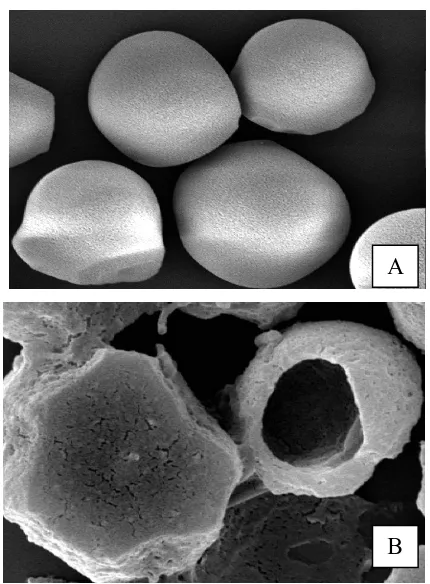 Gambar 1. Granula pati murni ubi kayu mentah (segar) varietas sapikuru (A) dan granula pati yang sudah mengalami hidrolisis  oleh enzim komplek amilase selama 72 jam (B)