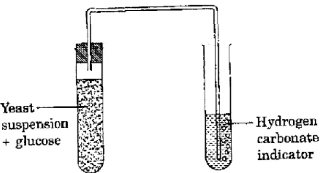 Diagram  10 shows an experiment to investigate a yeast activity.  The yeast is   suspended in a boiled, cooled glucose solution