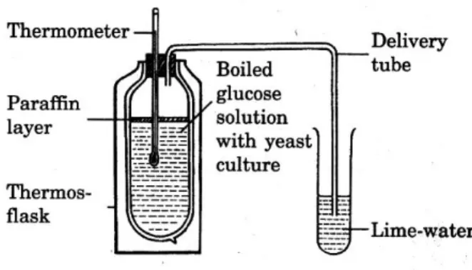 Diagram 7 shows an experiment on anaerobic respiration in yeast. 