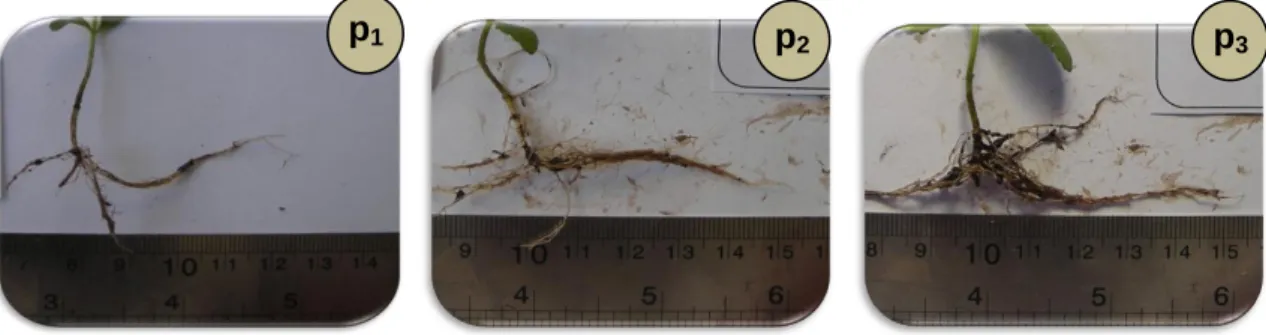 Gambar 1. Gambaran  pertumbuhan  perakaran  stek  tanaman  Stevia  pengaruh  pupuk  kandang  kotoran  ayam pada umur pertumbuhan 10 HST