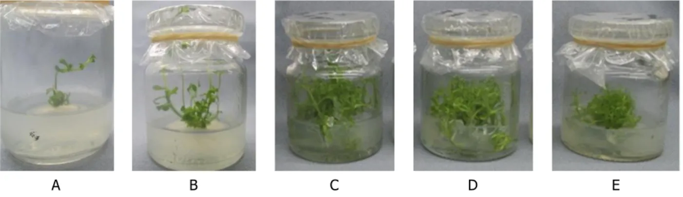 Gambar 1. Pertumbuhan tunas stevia hasil kultur in vitro. A) kontrol,  B) MS + BAP 0,25 mg/L C) MS +  BAP 0,5 mg/L, D) MS + BAP 0,75 mg/L dan E) MS + BAP 1 mg/L 