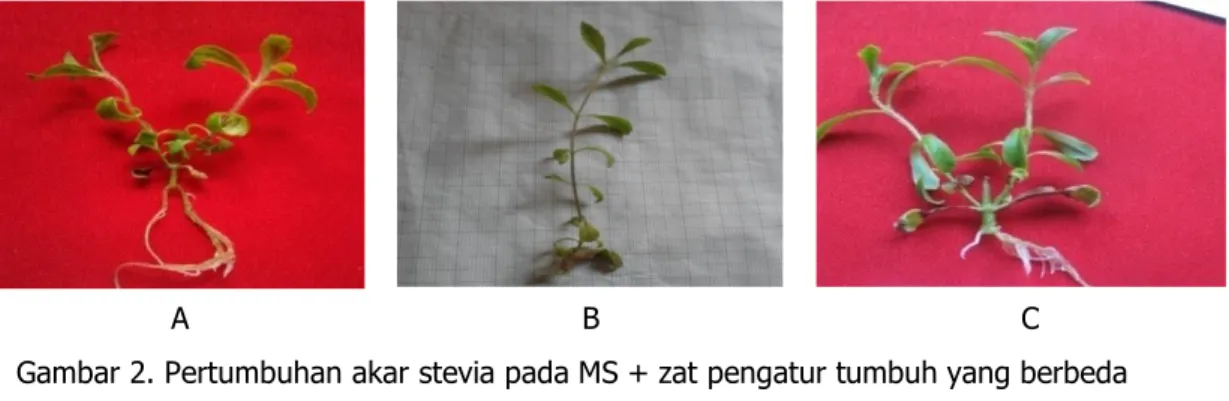 Gambar 2. Pertumbuhan akar stevia pada MS + zat pengatur tumbuh yang berbeda  A. Pertumbuhan akar pada media MS + IAA 1 mg/L 