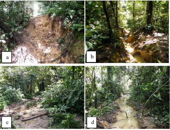 Gambar 4.  Kerusakan Lantai Hutan Akibat Intensitas Penggunaan Jalur yang Tinggi Berupa Pengikisan Tanah (a dan b) dan Genangan Lumpur    (c dan d) 