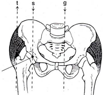 GAMBAR 6-11 Diagram ini menunjukkan tampilan frontal dari bal individu-ancing pada anggota tubuh yang tepat