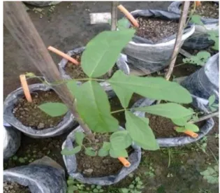 Gambar 1. Daun kedelai yang mengecil dan  menyempit. 