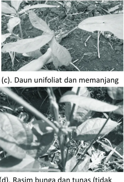 Gambar 3. Keabnormalan pertumbuhan tanaman kedelai  varietas  Argomulyo  akibat  irradiasi  sinar  gamma.