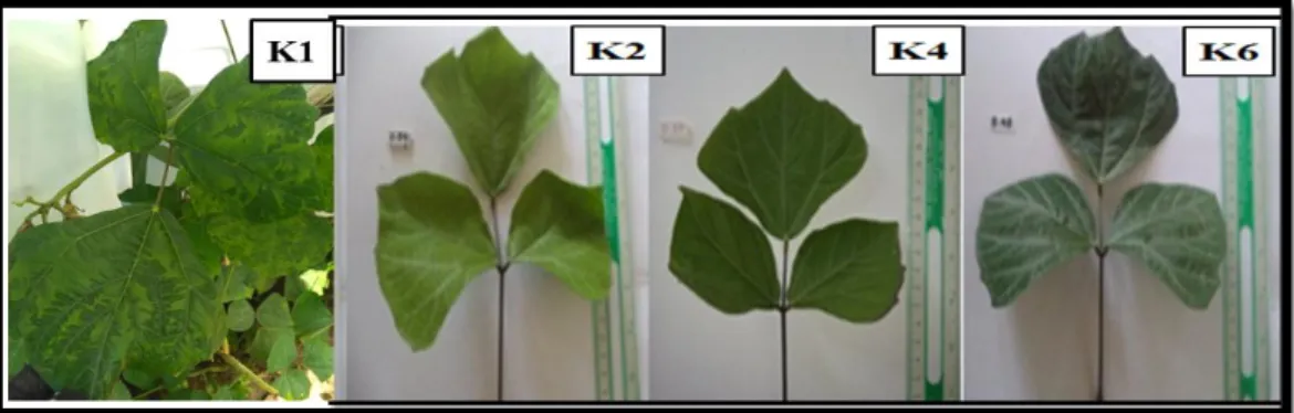 Gambar 7. Keragaman Warna Daun Bengkuang Berbagai Dosis Iradiasi. 