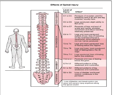 Gambar 9: manifestasi klinis dari lokasi spinal injuri yang terjadi (Sumber: www.jasper-sci.com)