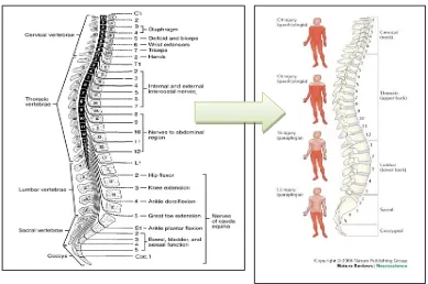 Gambar 4 : Fungsi dari setiap segmen tulang belakang (Sumber: sciencedirect.com, 2008)