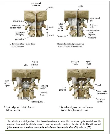 Gambar 6 : ligament craniovertebral (Sumber: Atlas of Anatomy, Anne M. Gilroy, MA,Brian
