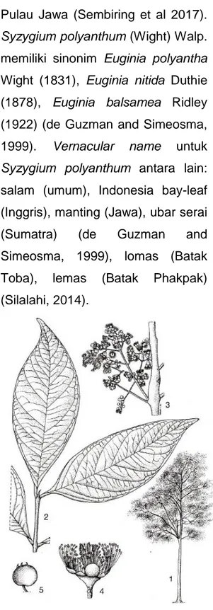 Gambar  1.  Syzygium  polyanthum  (Wight)  Walp.  1.  Habitus  pohon;  2.  Ranting  dengan  daunnya;  3