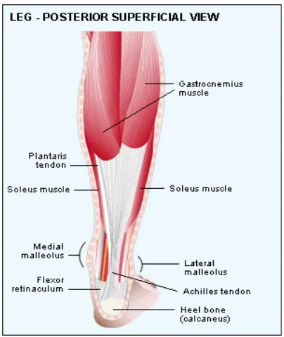 Gambar 1.1: Letak Tendon Achilles