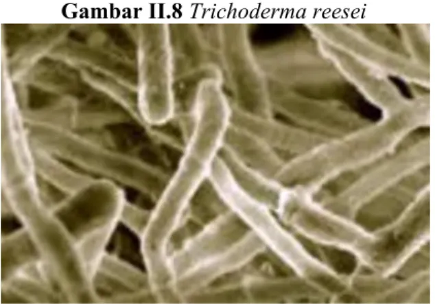 Gambar II.8 Trichoderma reesei 