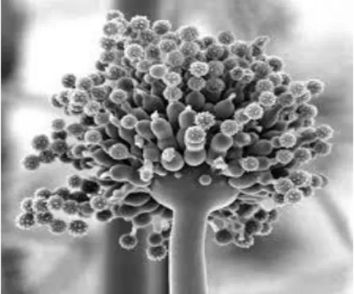 Gambar II.9 Aspergillus niger 