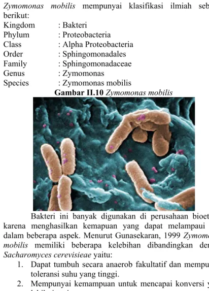 Gambar II.10 Zymomonas mobilis 