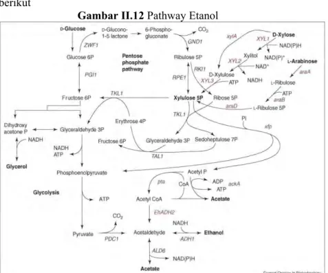 Gambar II.12 Pathway Etanol 