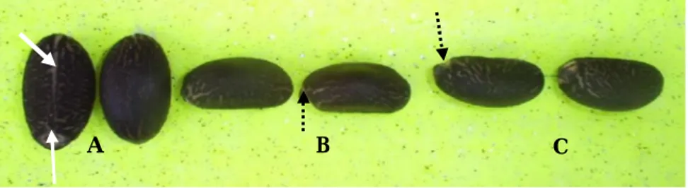 Gambar 1.  Posisi  benih  saat  penanaman.  A)  posisi  mikropil  di  bawah,  B)  posisi  biji  telungkup,  dan  C)  posisi  biji  telentang