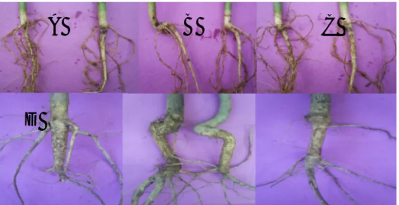 Gambar  2.    Sistim  perakaran  bibit  tanaman  jarak  pagar  dari  posisi  benih  mikropil  di  bawah  (A),  telentang  (B),  dan  telungkup  (C)  pada  umur  2  bulan
