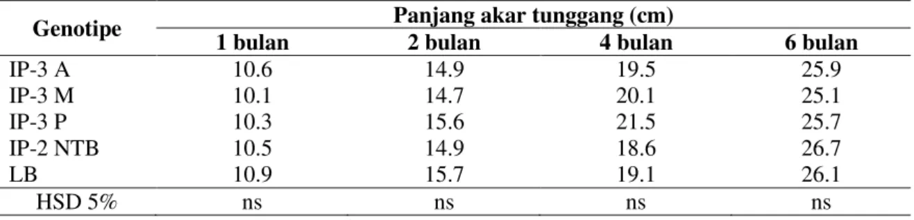 Tabel 3. Panjang akar tunggang beberapa genotype jarak pagar pada berbagai umur  Genotipe  Panjang akar tunggang (cm) 