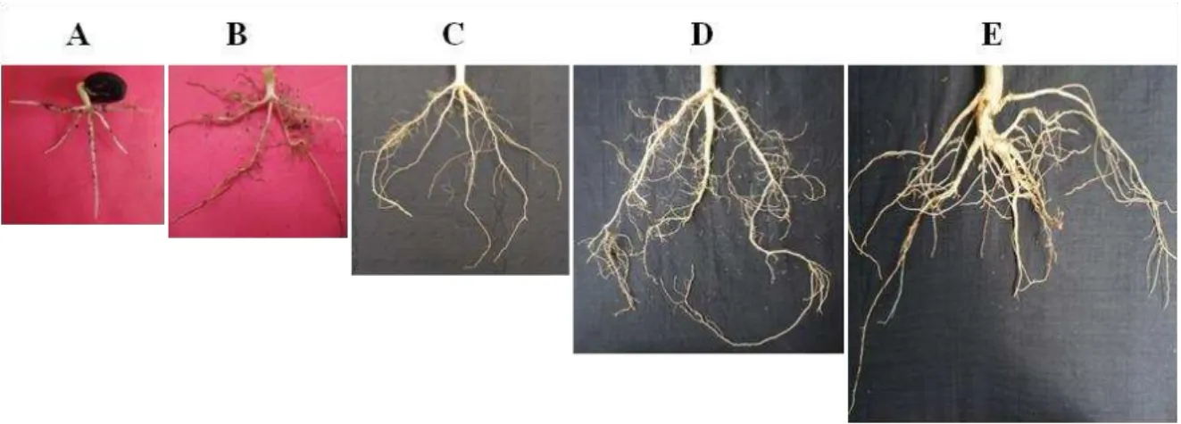 Gambar  1.  mengilustrasikan  pertumbuhan  dan  perkembangan  serta  distribusi  akar  tanaman  muda  (1  hingga  6  bulan)  jarak  pagar