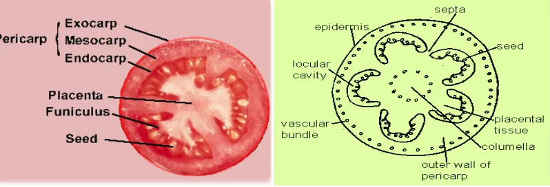 Gambar 1. a. Bagian-bagian buah tomat. b. Penampang melintang buah tomat (Anonim, 2015) 