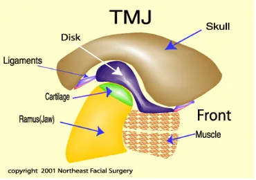 Gambar 2.3 Struktur dan bagian TMJ