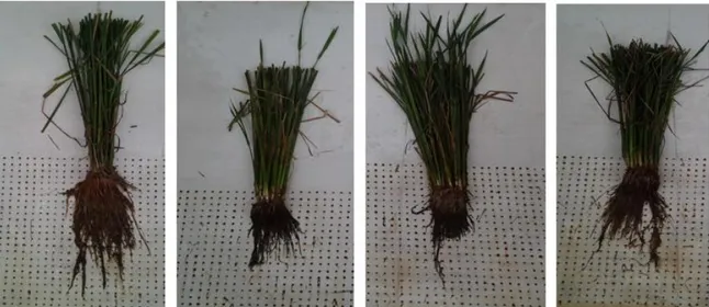 Gambar  4.  Agromorfologi  ratun  padi  varietas  Batanghari,  Mekongga,  Sintanur  dan  Margasari  pada umur 20 hsp (kiri ke kanan)