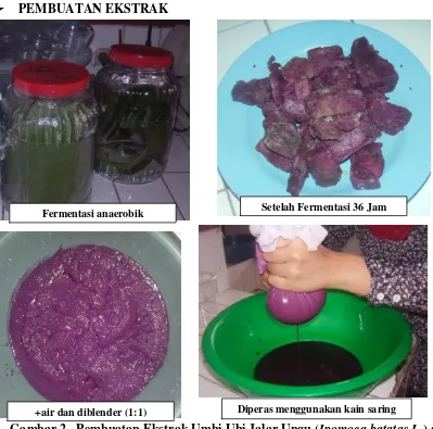 Gambar 2.  Pembuatan Ekstrak Umbi Ubi Jalar Ungu (Ipomoea batatas L.) di 