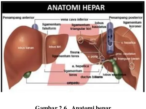 Gambar 2.6.  Anatomi hepar  