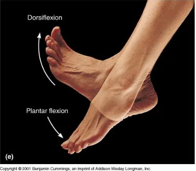Gambar 1.4: Dorsofleksi dan Plantarfleksi pada pergelangan kaki