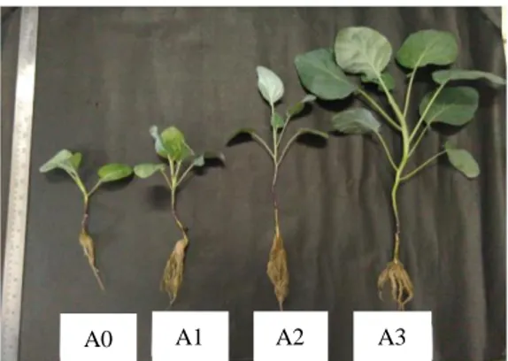 Gambar  1.  Perbandingan  tinggi  tanaman  kailan  pada  media  tanam  zeolit  dengan  pemberian konsentrasi GA3 (A0 :  GA3  0  ppm,  A1  :  GA3  20  ppm,  A2 :  GA3 40 ppm dan  A3 :  GA3  60 ppm)