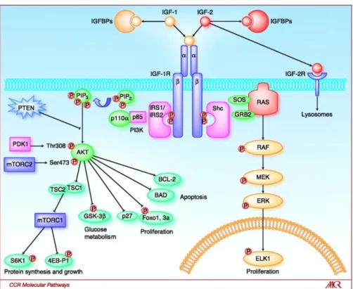 Gambar 2.2 Mekanisme Insulin like growth factor 1 pada Proliferasi Sel. 