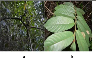 Gambar 3. Habitus Liana pada U.Rufa (a), dan Morfologi Daun U.rufa (b)  Selain  faktor  kehadiran  tumbuhan 