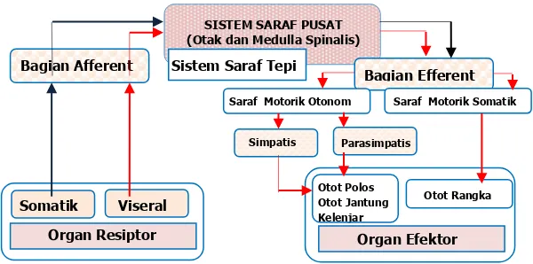 Gambar 1.13. Skematis Sistem Saraf Pusat 