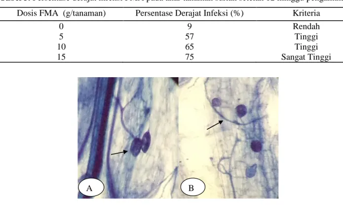Tabel 3. Persentase derajat infeksi FMA pada akar tanaman surian setelah 12 minggu pengamatan  Dosis FMA  (g/tanaman)  Persentase Derajat Infeksi (%)  Kriteria 