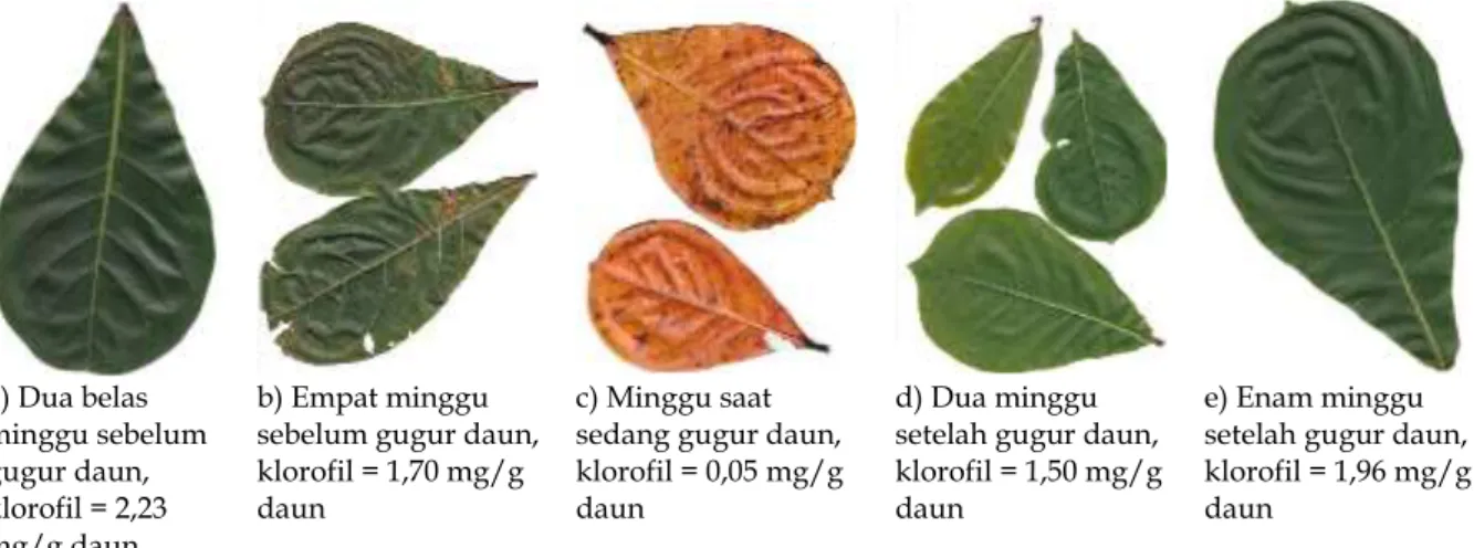 Gambar 5. Perubahan Warna Daun T. catappa dari Sebelum Daun Gugur hingga Tumbuh Kembali 