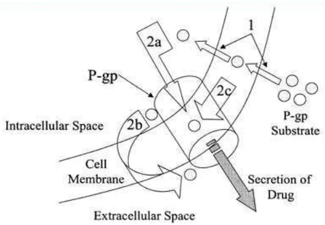Gambar 2.2 Mekanisme pemompaan oleh Pgp (Matheny, et al., 2001).