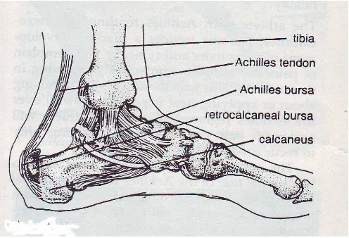 Gambar 4. Anatomis Tendon Achilles