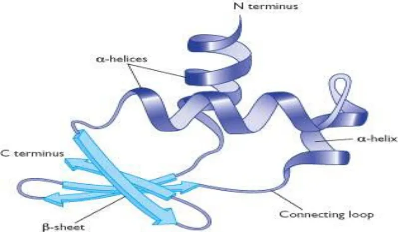 Gambar 2.3 Struktur tersier protein (Anonim, 2010) 