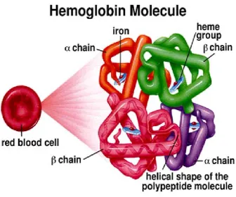 Gambar 2.8 Struktur kuartener protein (Anonim, 2010). 