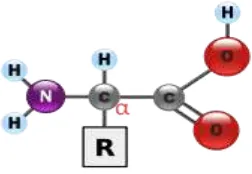 Gambar 2.11 Struktur asam amino (Anonim, 2010). 